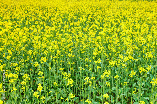 Fototapeta Naklejka Na Ścianę i Meble -  Beautiful summer field with yellow flowers and daisies.