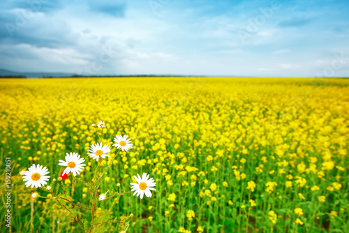Beautiful summer field with yellow flowers and daisies.