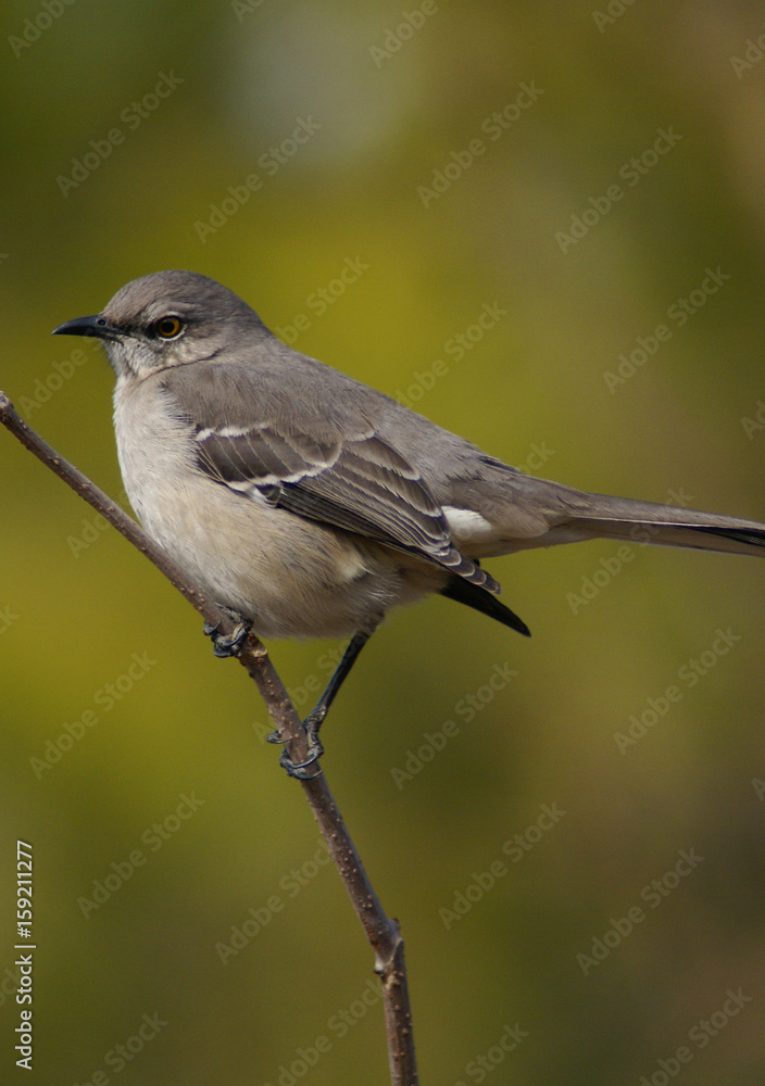 Mockingbird Green Mockingbird Green