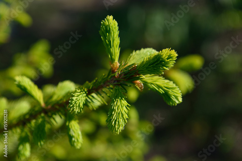 Young and fresh green spruce branch