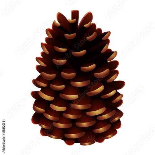 Pine cone, vector illustration, isolated