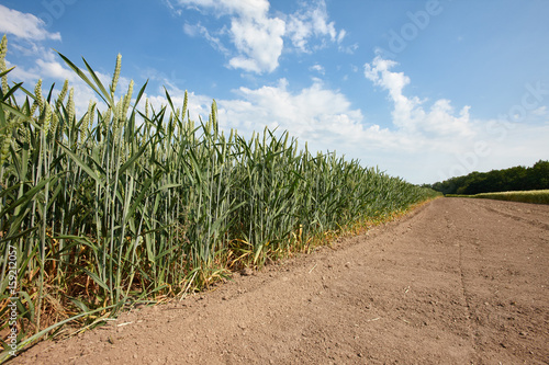 Green field with young growing wheat, cereal plant