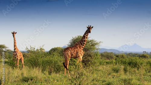 Giraffes