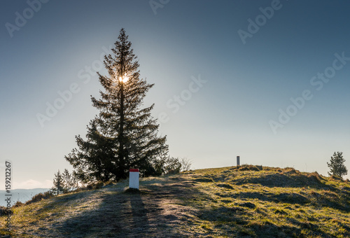 Lonely tree on the mountain top with rising sun behind