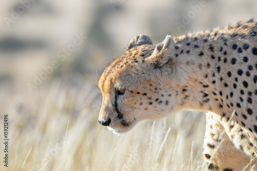 Gepard © Robert Styppa