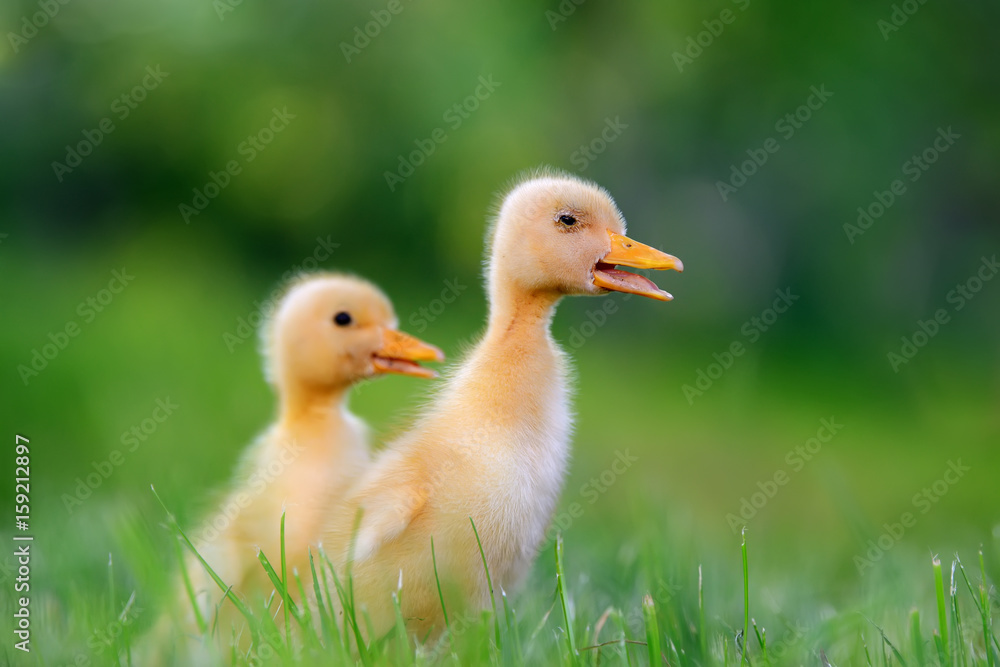 Two little duckling on green grass