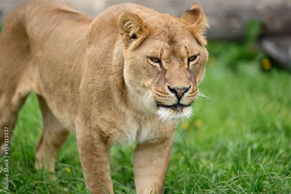 Lion in green grass Lion in green grass