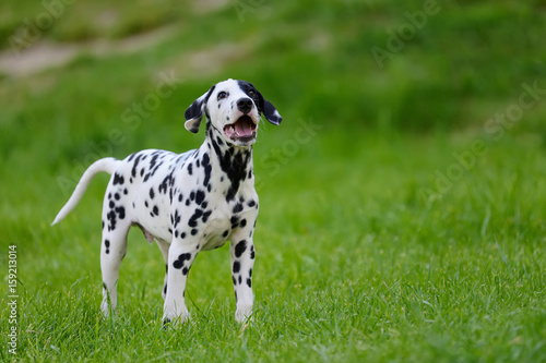 Dalmatian dog outdoors in summer