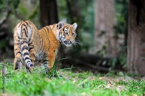 Tiger cub in grass