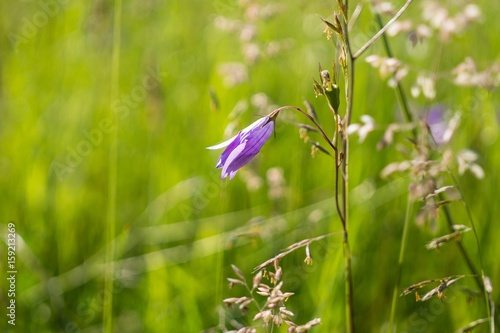 Mountain bell flowers from the hill. Slovakia