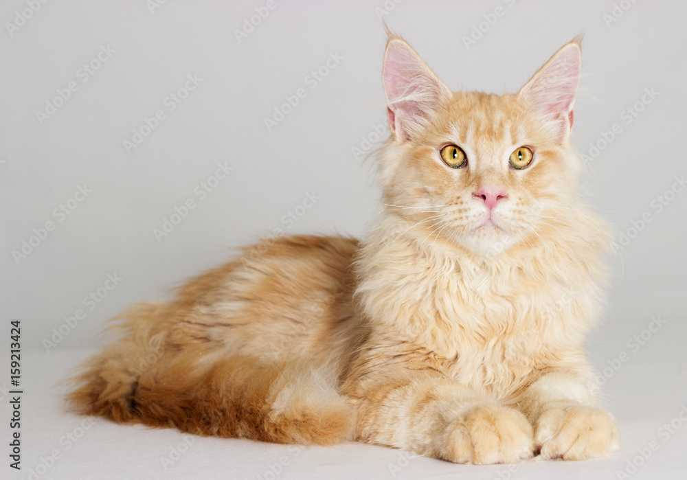 cat looking at full height, a Maine Coon breed