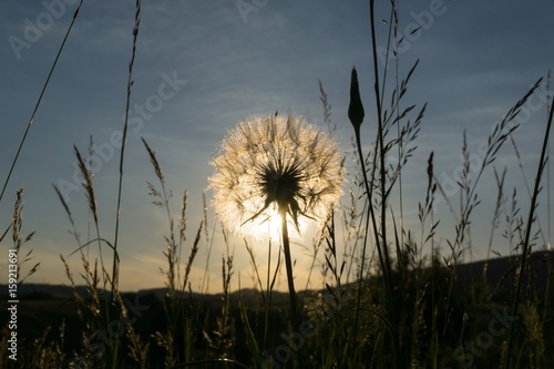 Dandelion in the grass during sunset. Slovakia