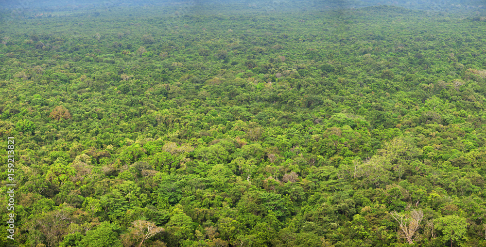 Fototapeta premium Rainforests. View from above. Panoramic photo. Sigiriya, Sri Lanka