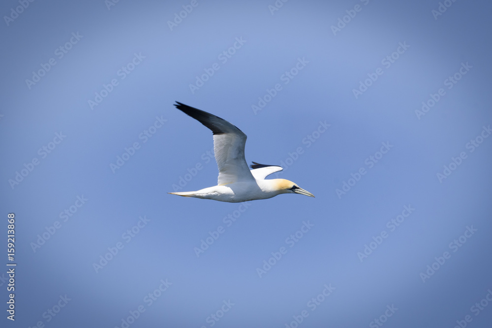 A northern gannet flying over the channel A northern gannet flying over the channel