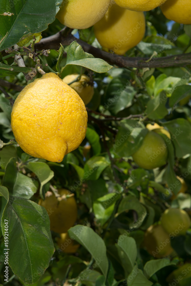 Citrus fruit rich in vitamin C – ripe yellow Sicilian lemons on lemon trees, ready to harvest Citrus fruit rich in vitamin C – ripe yellow Sicilian lemons on lemon trees, ready to harvest