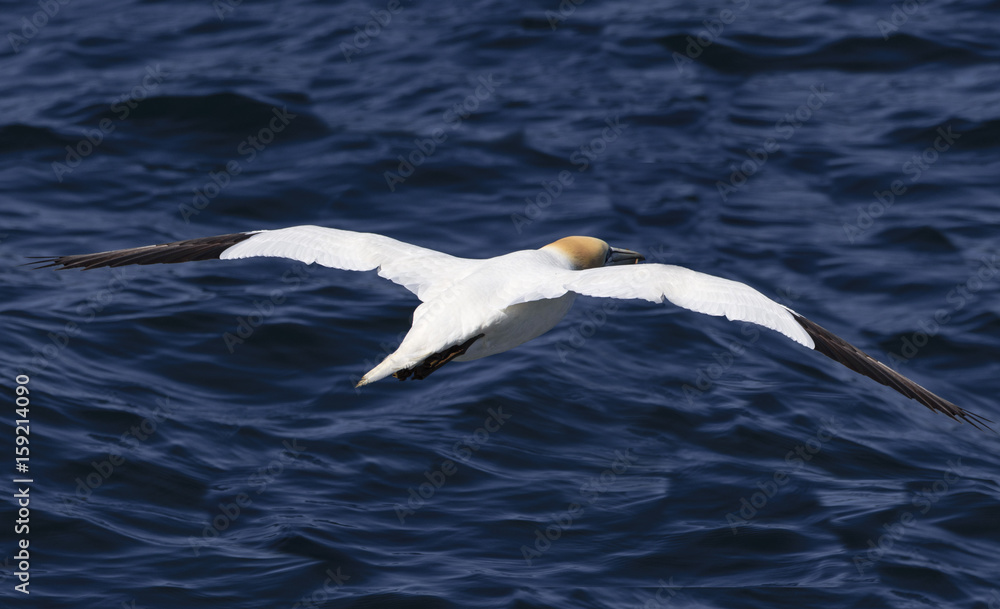 A northern gannet flying away for fishing A northern gannet flying away for fishing