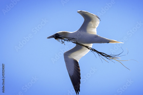 Foto A gannet holding algae to build his nest