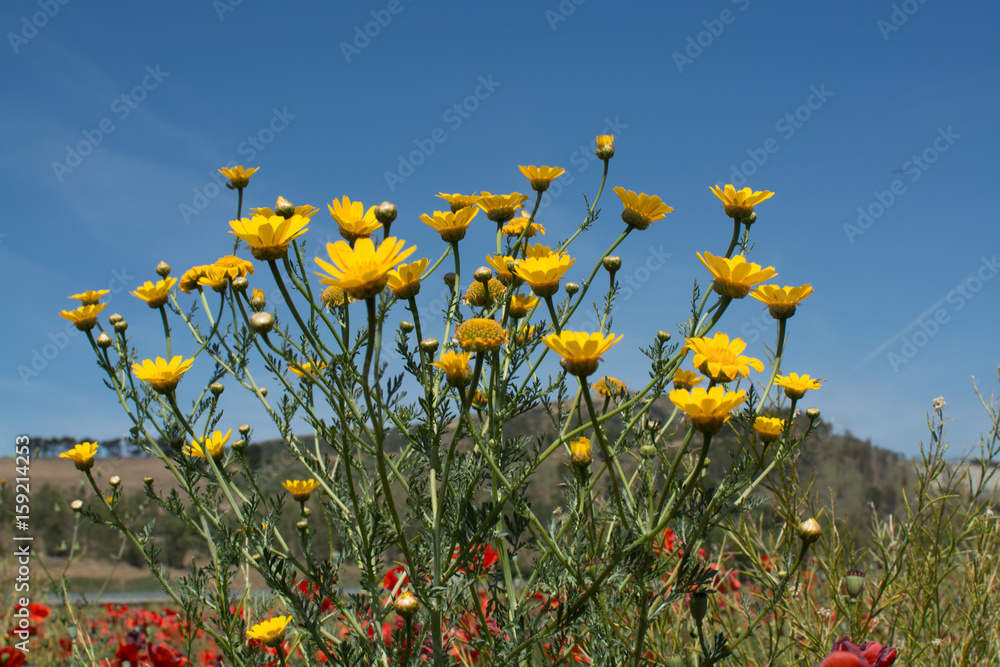 Yellow wild flowers on the field and blue sky