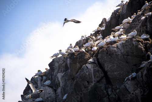A gannet trying to land on a cliff full of nests