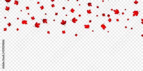 Canadian maple leaves background. Falling red leaves for Canada Day 1st July