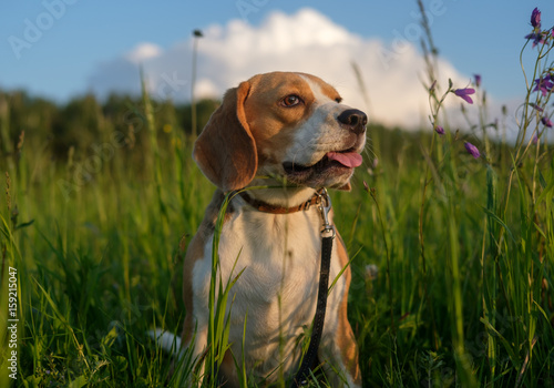 Portrait of a Beagle on a walk on a summer evening