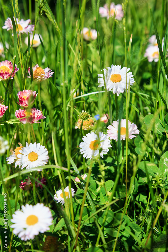 Obraz premium beautiful meadow flowers