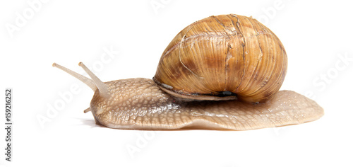 Crawling snail isolated on a white background
