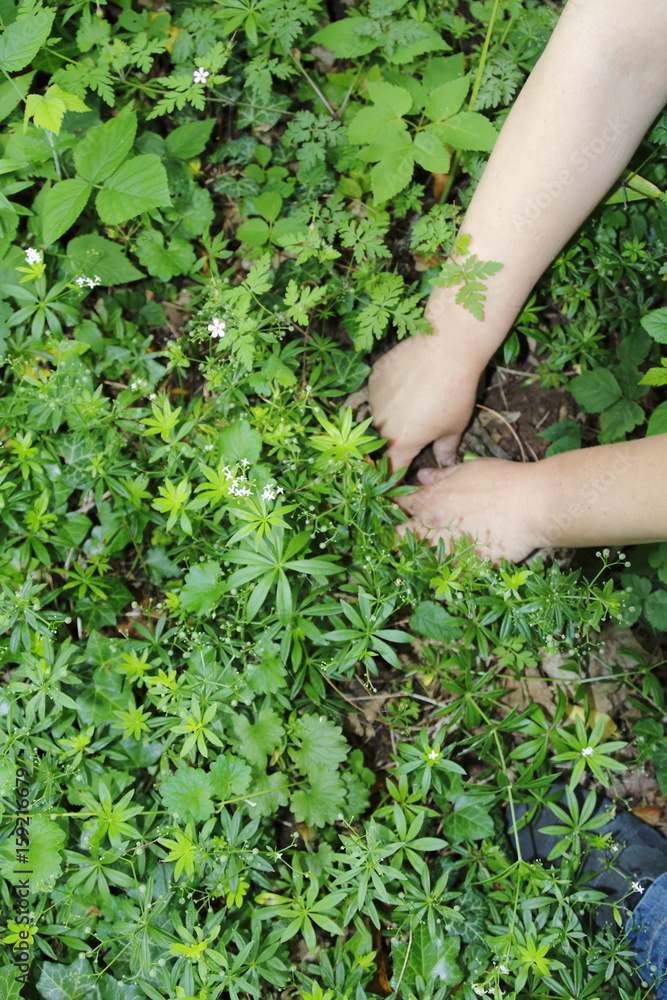 Waldmeister wird geerntet Waldmeister wird geerntet
