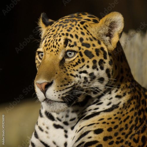 Jaguar Close Up © Lance