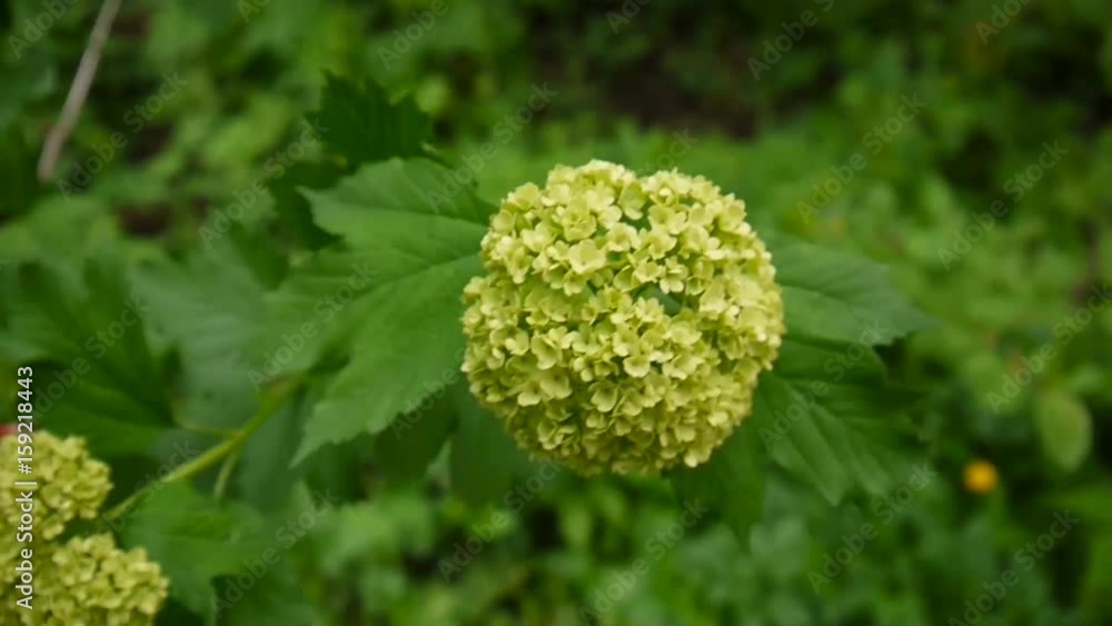 Flowering snowball tree in the wind. Video the static camera. Viburnum opulus Flowering snowball tree in the wind. Video the static camera. Viburnum opulus