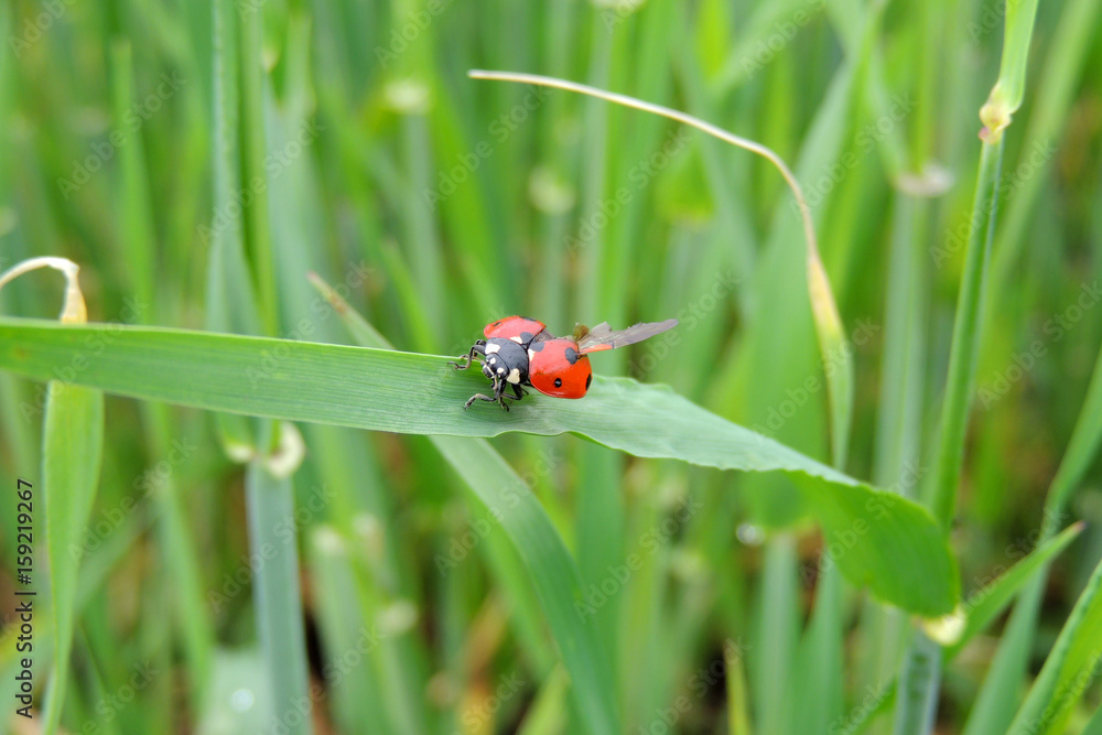 Ladybug on the grass Ladybug on the grass
