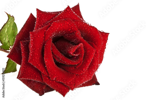 Beautiful red rose with drops on a white background