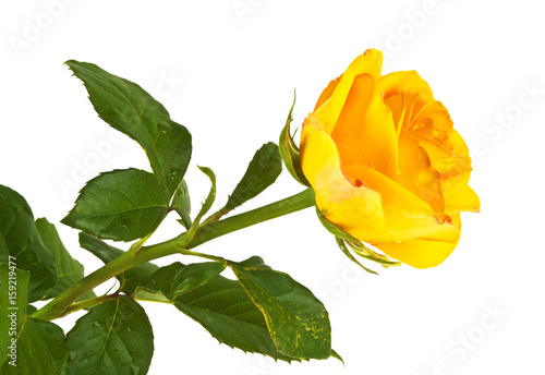 Beautiful yellow rose isolated on white background