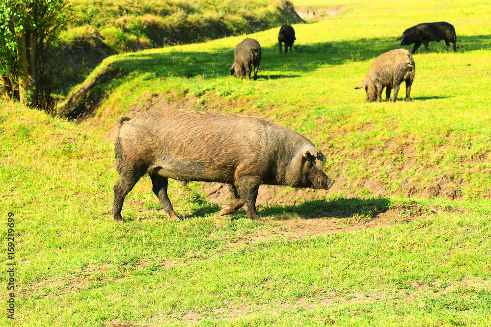 muddy pigs muddy pigs