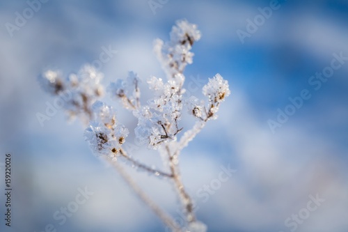 Plants with rime in close up © milosz_g