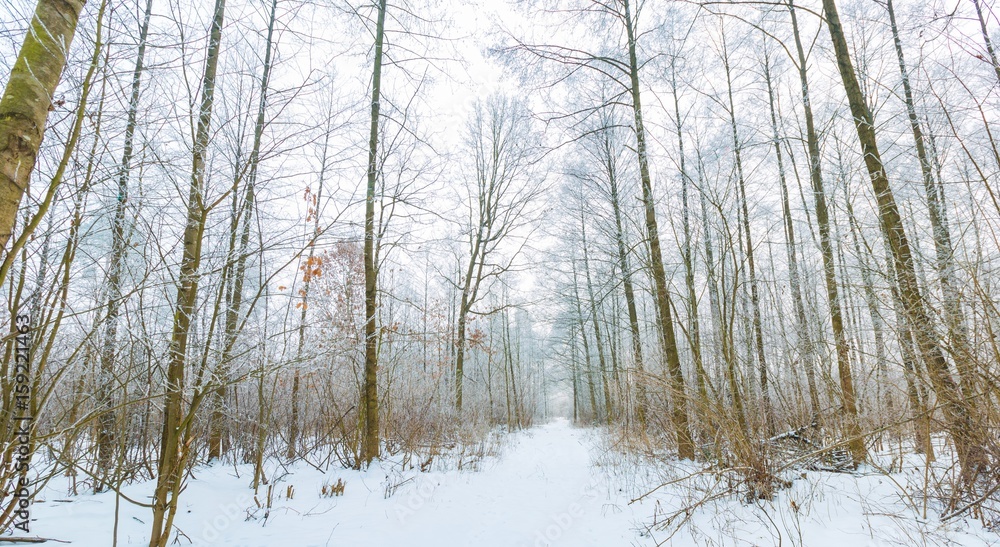 Winter in tranquil forest