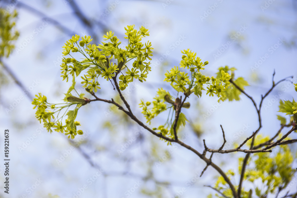 Obraz premium Spring blossoming of the norway maple tree, Acer platanoides, close up shot against blurry branches and sky background