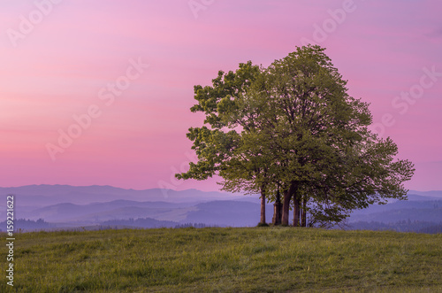 Lonely tree on Grandeus mountain  Poland landscape  Spisz