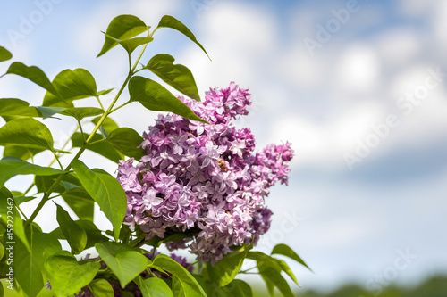 Blooming lilac in the spring photo