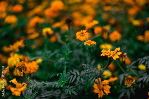 Natural flower background, Amazing nature view of yellow flowers blooming in garden under sunlight at the middle of summer day