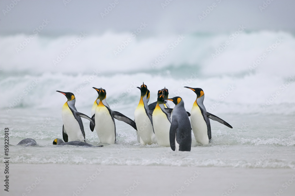 Obraz premium King Penguin (Aptenodytes patagonica)