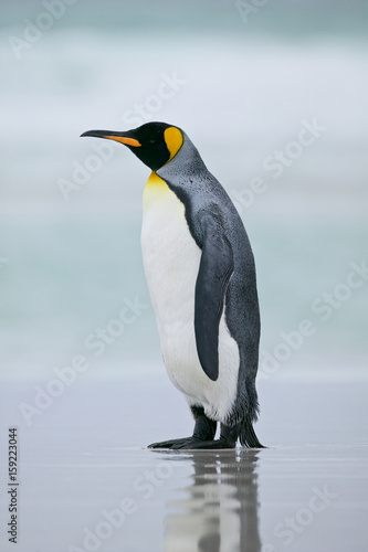 King Penguin (Aptenodytes patagonicus) standing on a beach