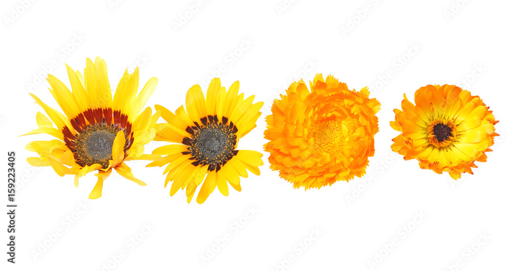 Naklejka premium キンセンカ