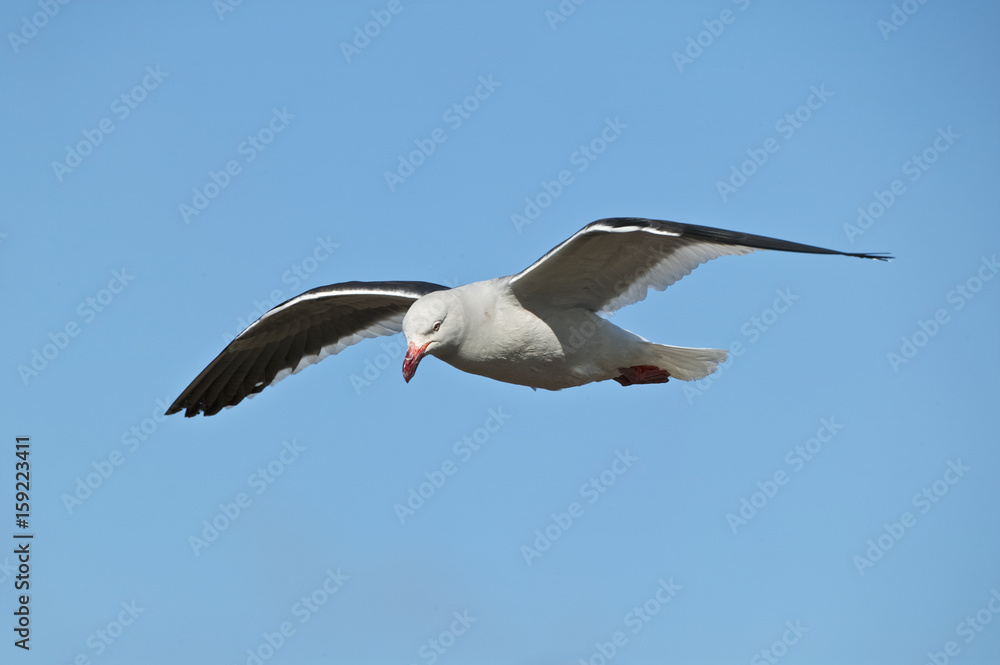 Dolphin Gull (Larus scoresbii)