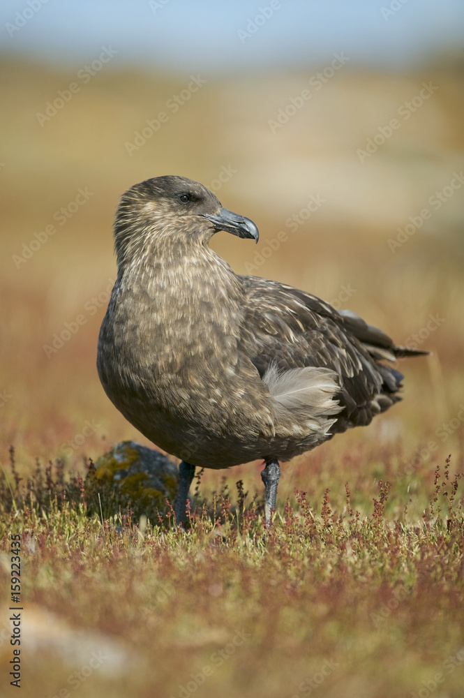 Brown Skua (Catharacta antarctica) Brown Skua (Catharacta antarctica)
