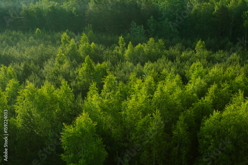 Fresh green color pattern of forest photo
