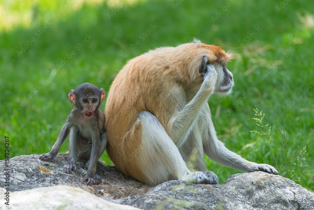 Barbary macaque, monkey, baby