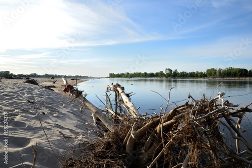 Obraz na płótnie Sandy beach by the river bank on a sunny summer day and wood brought by the water w salonie