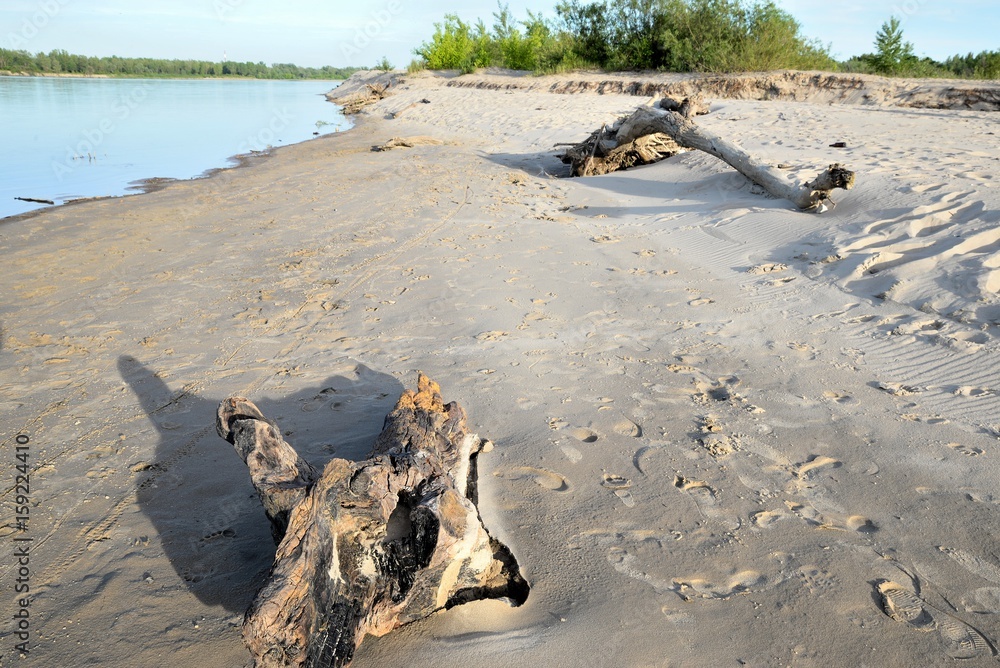 Sandy beach by the river bank on a sunny summer day and wood brought by the water