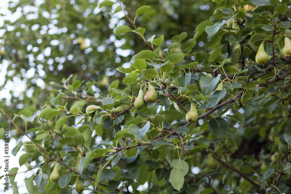 Fototapeta premium Green pears growing on a pear tree
